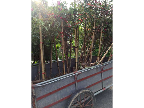 cay-hoa-hong-25