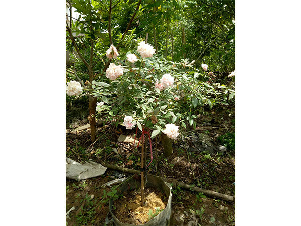 cay-hoa-hong-30