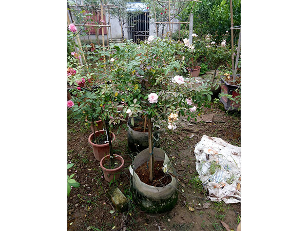 cay-hoa-hong-36