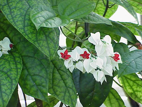 cay-ngoc-nu