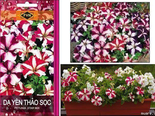 da-yen-thao-soc