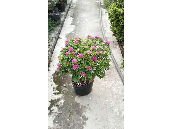 hoa-giay-08