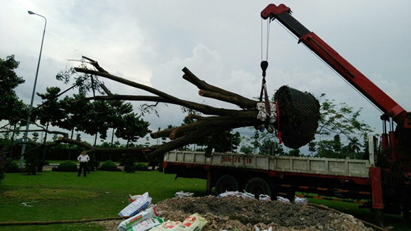 Executing move the tree of Phu Lam Plastic Factory - Dai Dang Industrial Park