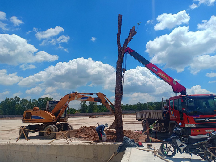 Di dời cây công ty Gỗ Tây