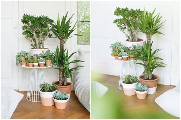Khi trưng bày cây xanh trong nhà cần lưu ý đến một số điều