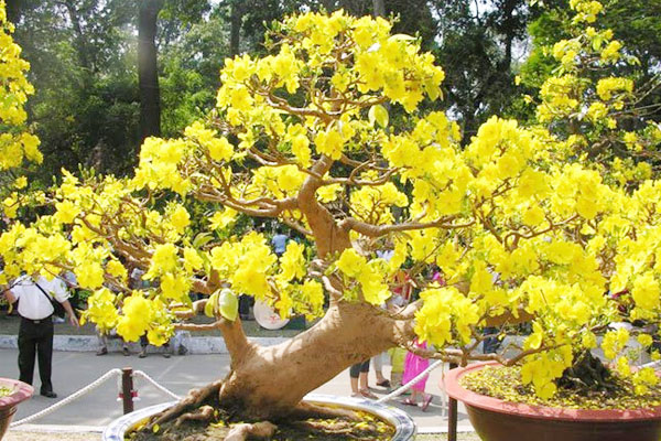 Kinh nghiệm cho hoa mai nở đúng Tết
